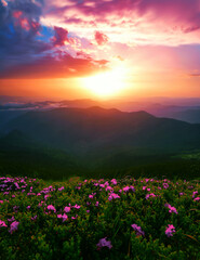 Fototapeta premium wonderful summer blossoming red pink wild rhododendrons flowers in Carpathian mountains, amazing nature background, border Ukraine and Romania, Marmarosy range, Europe
