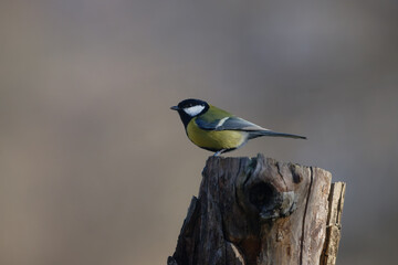 Uccellini e passeri in volo ,poiana picchio verde