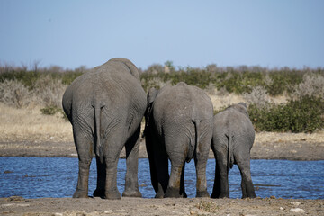 Fototapeta premium Three elephants from behind at watering hole, Etosha National Park, Namibia 