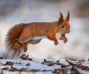 Red squirrel jumping and playing on a winter tree, full of energy and charm.