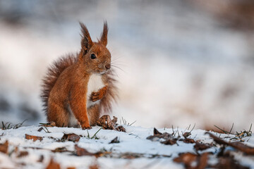 Energetic red squirrel leaping through snowy branches in winter.