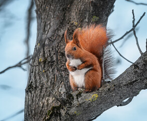 Fluffy red squirrel sitting on a tree trunk in a sunlit park.