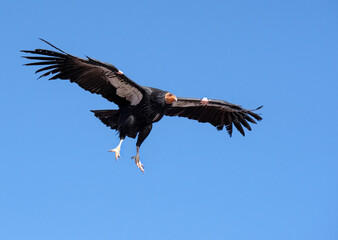 critically endangered California Condors in flight over Arizona high desert habitat