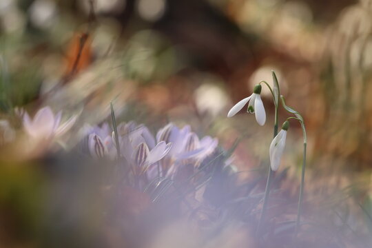 fiori di bucaneve nel bosco