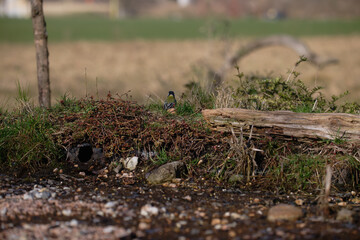 Uccellini e passeri in volo ,poiana picchio verde