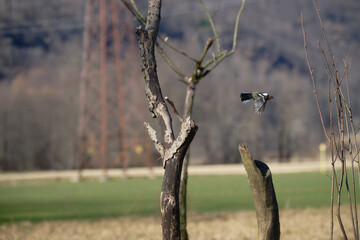 Uccellini e passeri in volo ,poiana picchio verde