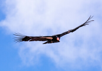 critically endangered California Condors in flight over Arizona high desert habitat