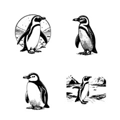 Obraz premium Humboldt Penguin