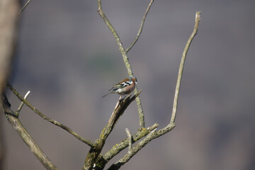 Uccellini e passeri in volo ,poiana picchio verde
