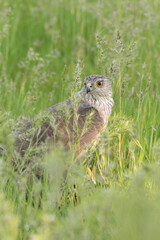 Sharp Shinned Hawk