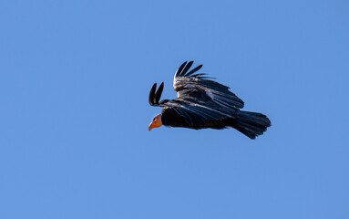 critically endangered California Condors in flight over Arizona high desert habitat
