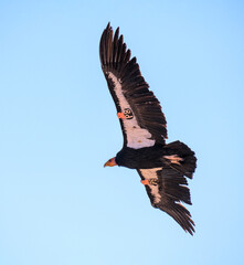 critically endangered California Condors in flight over Arizona high desert habitat