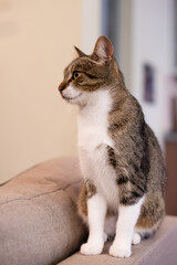 Domestic tabby cat sitting on the back of a chair