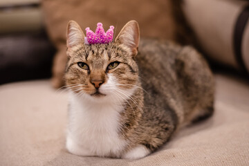 Domestic tabby cat with a little crown oh its head lying peacefully with its paws tucked under its body.