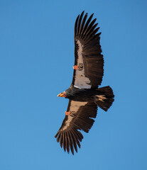 critically endangered California Condors in flight over Arizona high desert habitat