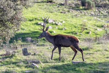 A majestic red deer stag walks through the wild landscape of Monfragüe, Extremadura, Spain, displaying its impressive antlers in a natural setting