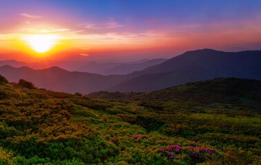 wonderful summer blossoming red pink wild rhododendrons flowers in Carpathian mountains, amazing nature background, border  Ukraine and Romania, Marmarosy range, Europe