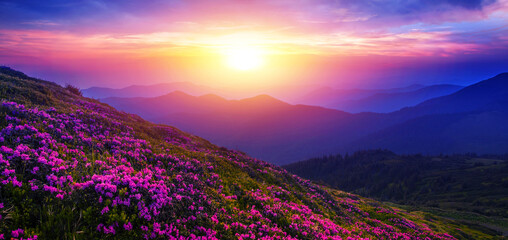 wonderful summer blossoming red pink wild rhododendrons flowers in Carpathian mountains, amazing nature background, border  Ukraine and Romania, Marmarosy range, Europe