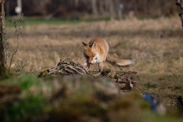 Uccellini e passeri in volo ,poiana picchio verde