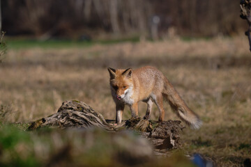 Uccellini e passeri in volo ,poiana picchio verde