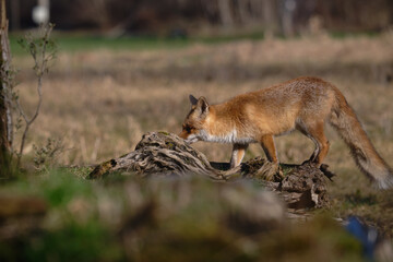 Uccellini e passeri in volo ,poiana picchio verde