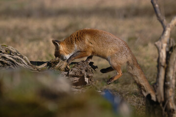 Uccellini e passeri in volo ,poiana picchio verde