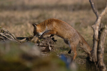 Uccellini e passeri in volo ,poiana picchio verde