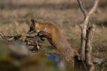 Uccellini e passeri in volo ,poiana picchio verde
