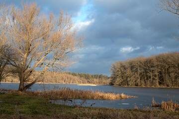 A tree on the river bank	