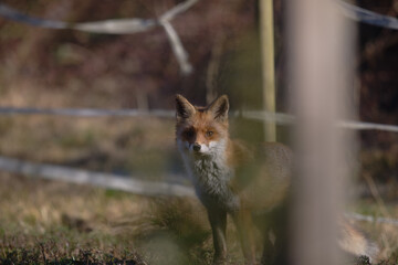 Uccellini e passeri in volo ,poiana picchio verde