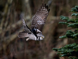 Northern hawk owl (Surnia ulula)
