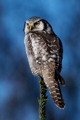 Northern hawk owl (Surnia ulula)