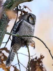 Northern hawk owl (Surnia ulula)