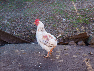 A white and red chicken is seen walking on a dirt surface close to a wire fence. The surroundings are natural, with some green grass in the background, indicating a rural farm setting.