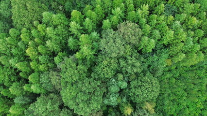 Top-down aerial shot of green treetops © AlexGo