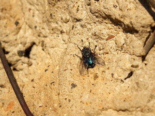 A fly with iridescent wings is perched on a rough sandy surface, illuminated by natural sunlight. The intricate details of its body and wings are clearly visible, showcasing its textures.