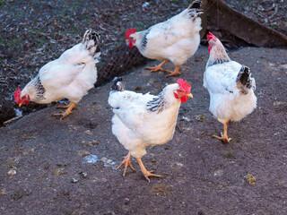 Four white chickens with black markings are foraging on dirt in a farmyard. They explore the ground, pecking for food while enjoying the warm afternoon sun.