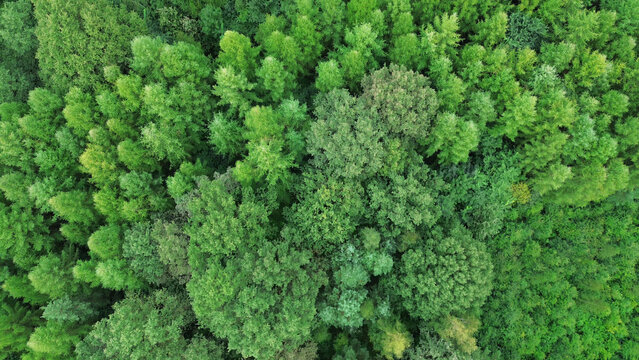 Top-down aerial shot of green treetops