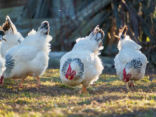 Several white chickens with black speckles are pecking at the ground in a sunlit farmyard. The scene captures the essence of rural life as they search for food.