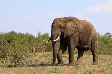 Fototapeta premium Afrikanischer Elefant / African elephant / Loxodonta africana