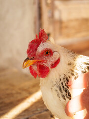 A close-up of a speckled white chicken resting in warm sunlight. The chicken's bright feathers and...