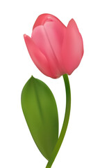 Beautiful pink tulip on a white background. Spring flower. Floral background. Bud. Pink. Green leaves. 