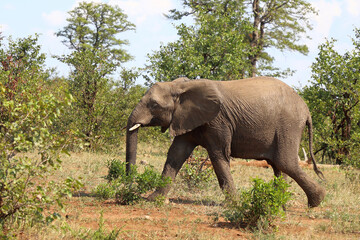 Obraz premium Afrikanischer Elefant / African elephant / Loxodonta africana