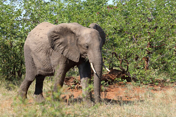 Fototapeta premium Afrikanischer Elefant / African elephant / Loxodonta africana