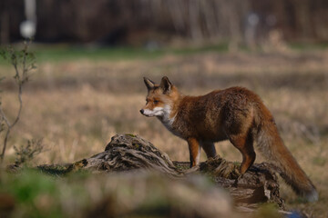 Uccellini e passeri in volo ,poiana picchio verde