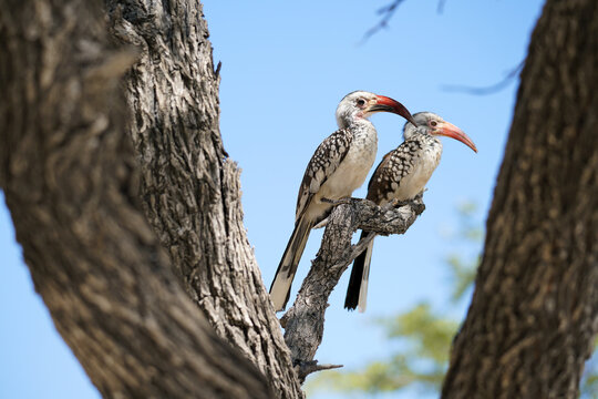 Two Damara red-billed hornbills sitting in a tree, Etosha National Park, Namibia  - Powered by Adobe