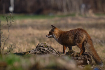 Uccellini e passeri in volo ,poiana picchio verde