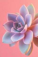 A stylish botanical background featuring a soft pastel-colored succulent viewed from above.