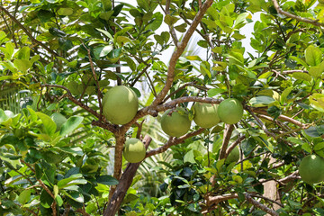 close view of pomelo fruits hanging on the tree in tropical climate