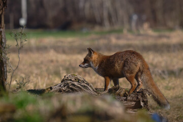 Uccellini e passeri in volo ,poiana picchio verde